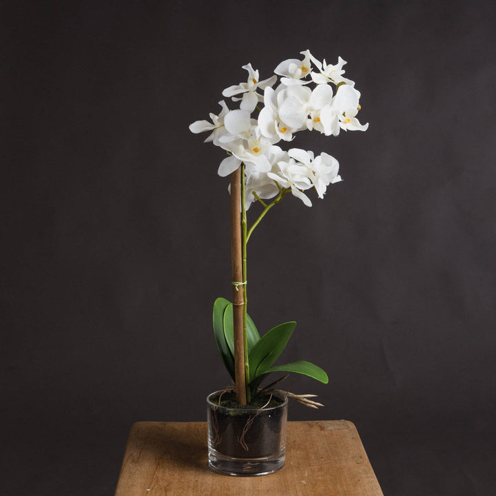 Hill Interiors 17402 Harmony White Potted Orchid