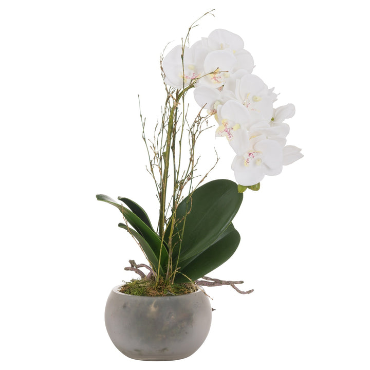 Hill Interiors 20429 Small Glass Potted Orchid With Roots